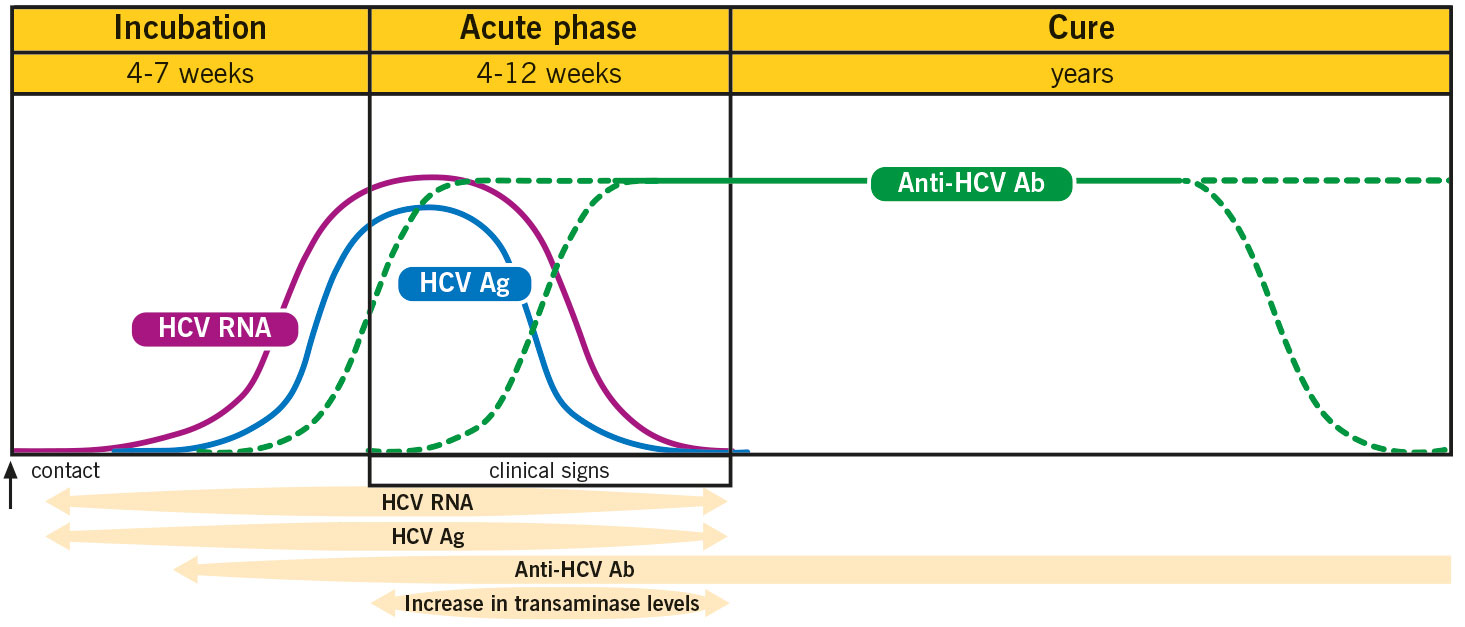 Hepatitis C antibodies phases diagram