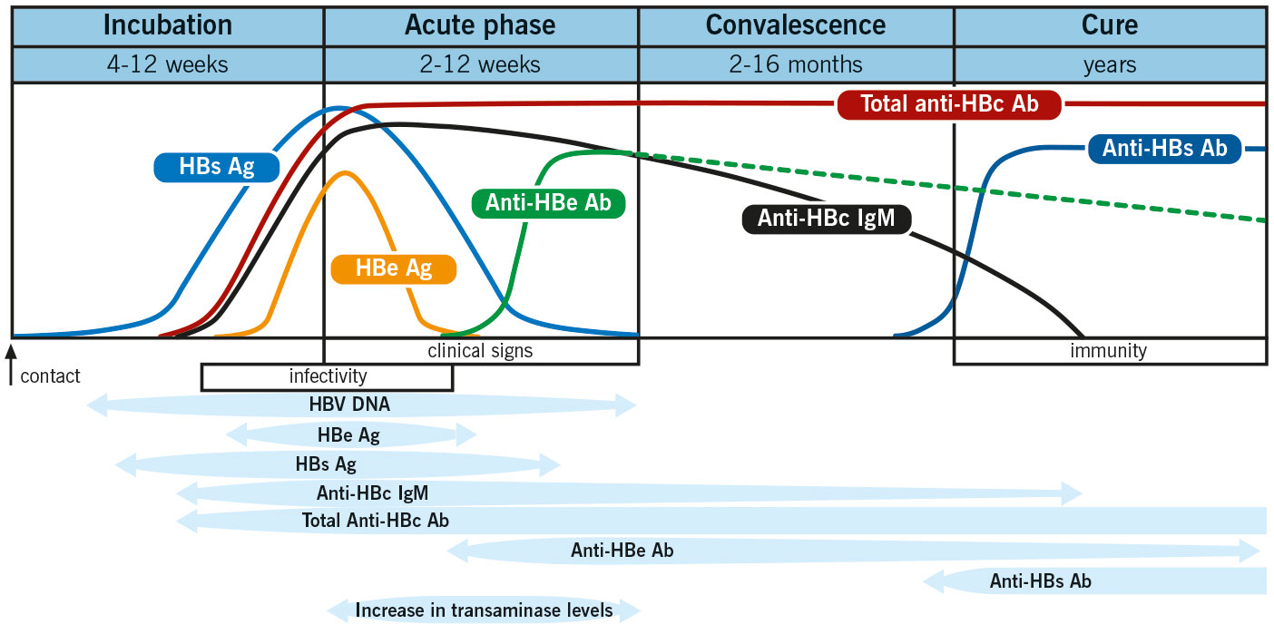 Hepatitis B surface antigen phases diagram